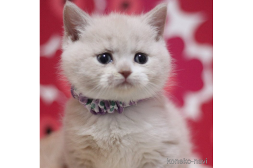 成約済の東京都のマンチカン-72705の4枚目